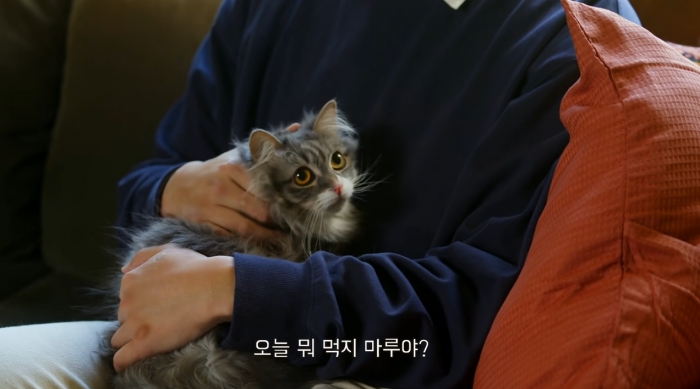 분리배출 다이어리 시리즈에 등장하는 고양이 '마루'. 배달의 민족 유튜브 캡처 